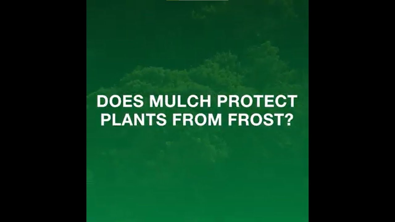 Does Mulch Protect Plants From Frost?
