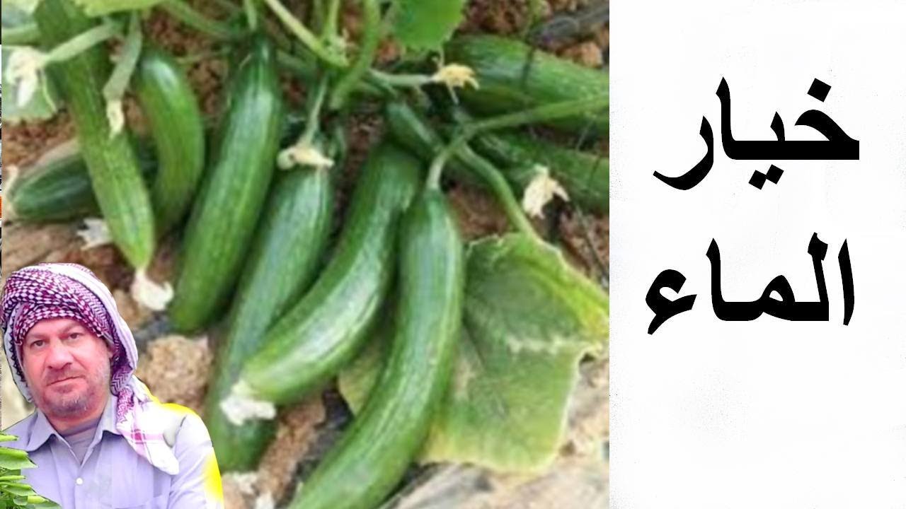 زراعة خيار الماء