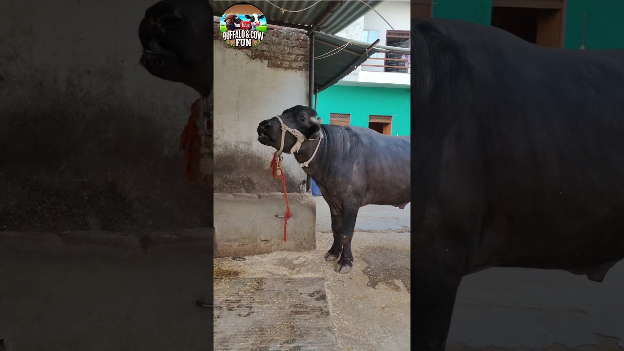 Male Buffalo Calling Loudly to Attract Female #baffalo #cow #village #animals  #shortvideo #sound