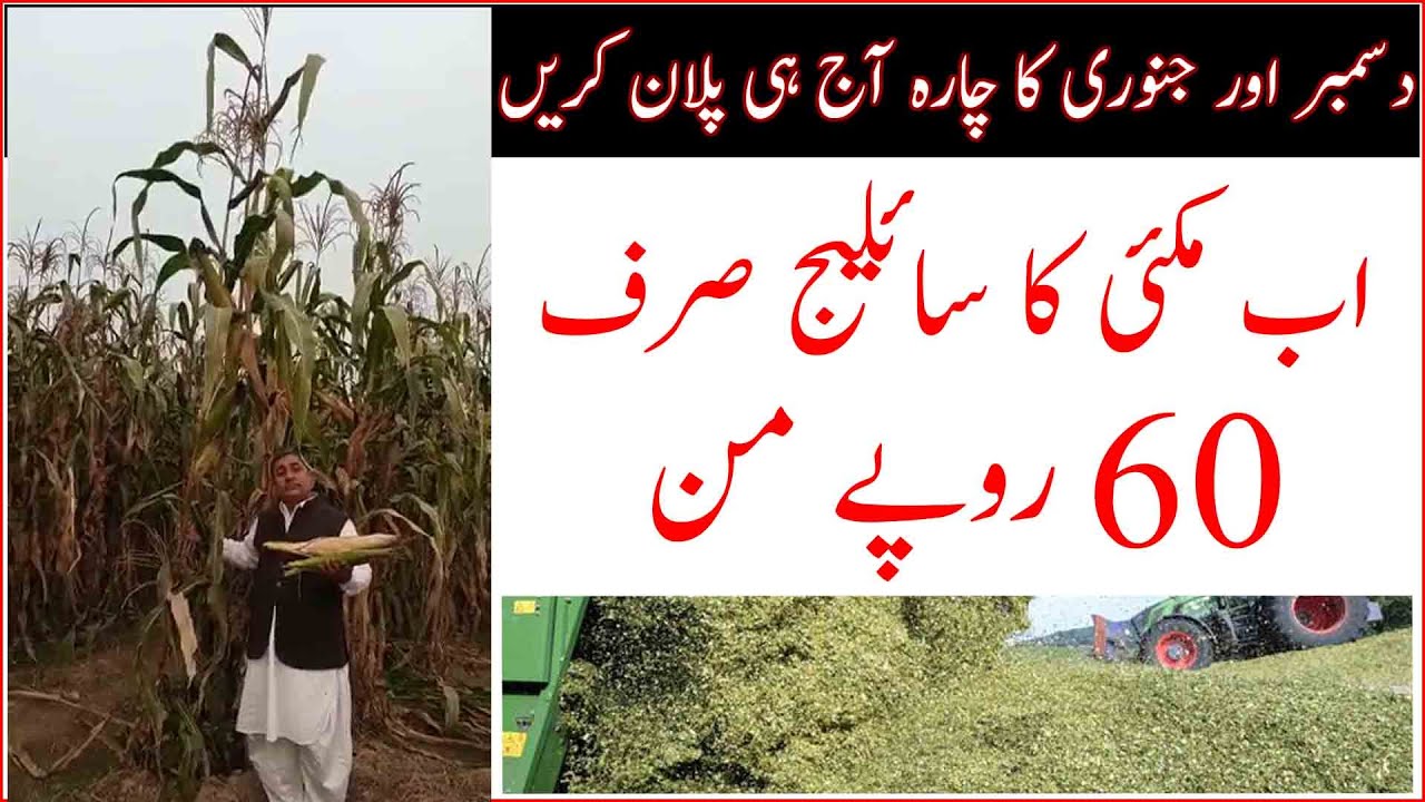 Best maize seed in Pakistan مکئی کی نو سو من فی ایکڑ پیداوار