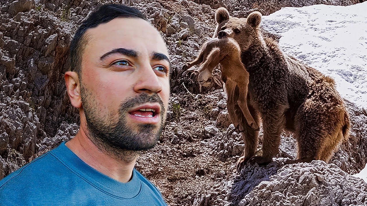 Мы стали свидетелями охоты медведя на козу