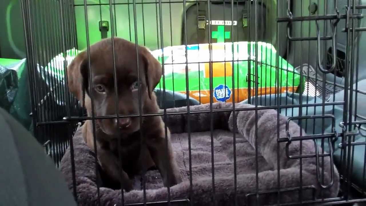 BRINGING OUR CHOCOLATE LAB PUPPY HOME!