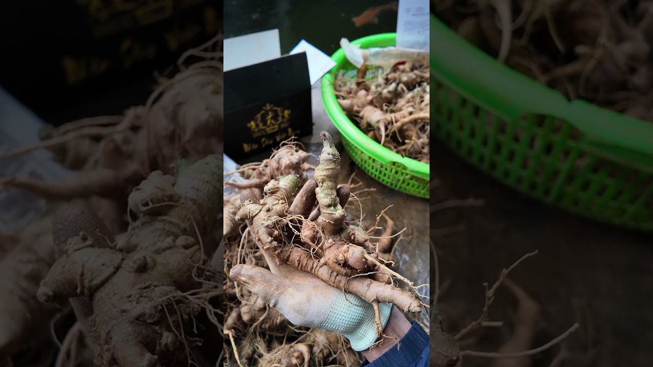 SÂM GIÀ SIÊU VIP ĐẸP LUNG LINH KHÔNG 1 ĐIỂM CHÊ BAO TƯƠI NGON.