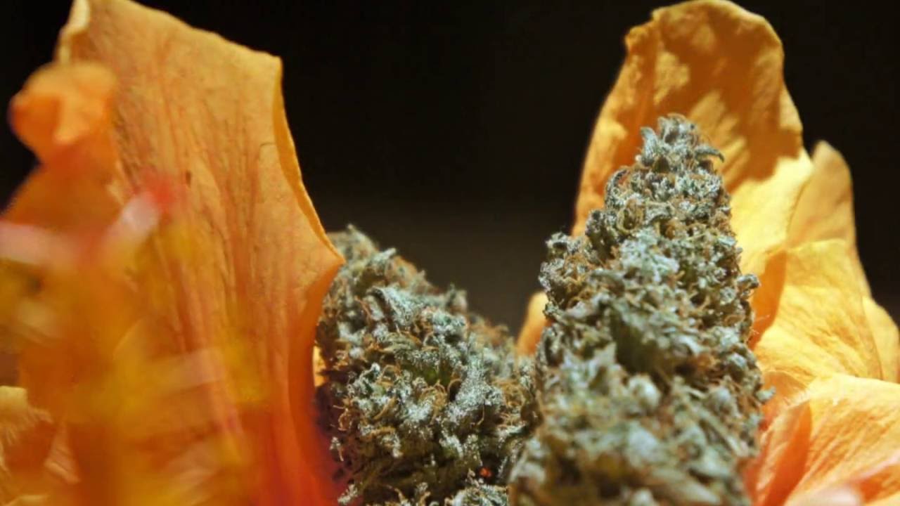Marijuana Porn