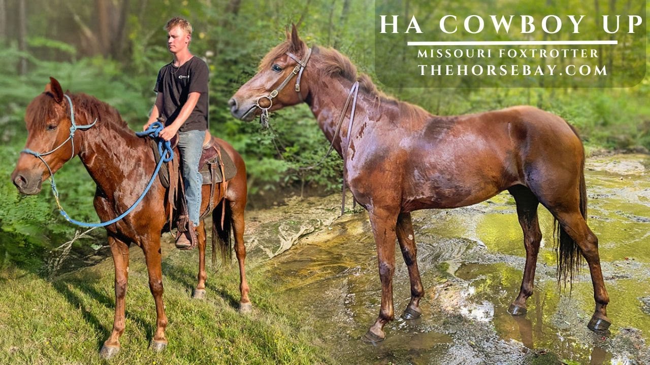 Missouri Foxtrotter Gelding (MFTHBA) For Sale (Gaited/Trail/Youth)