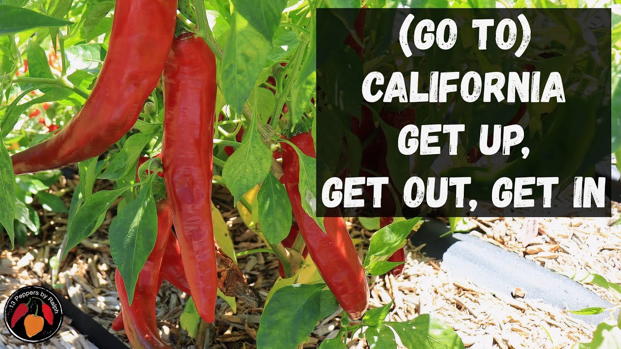 Anaheim Pepper Tasting and Review