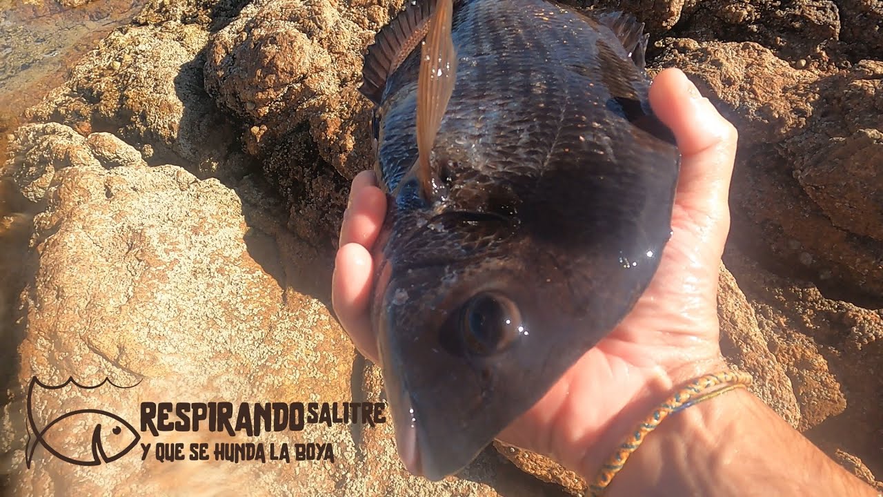 SOLO tocamos MOJARRAS!!!
