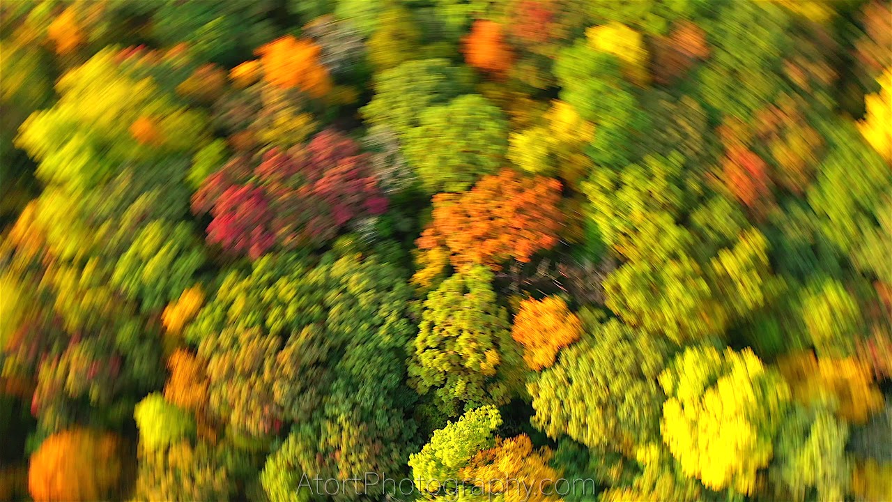 Fall Foliage 2020