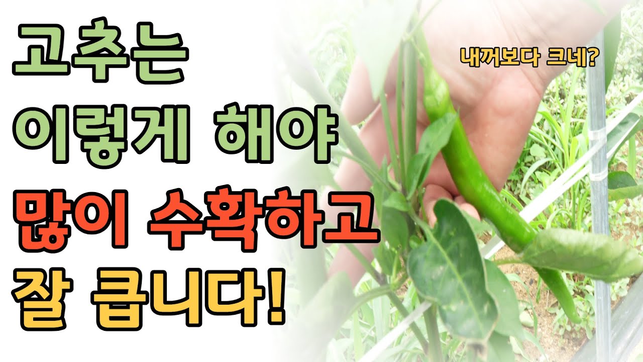 [바플티비]고추가 엄청 잘크고 있어요~!!!(다분지형성!!!)