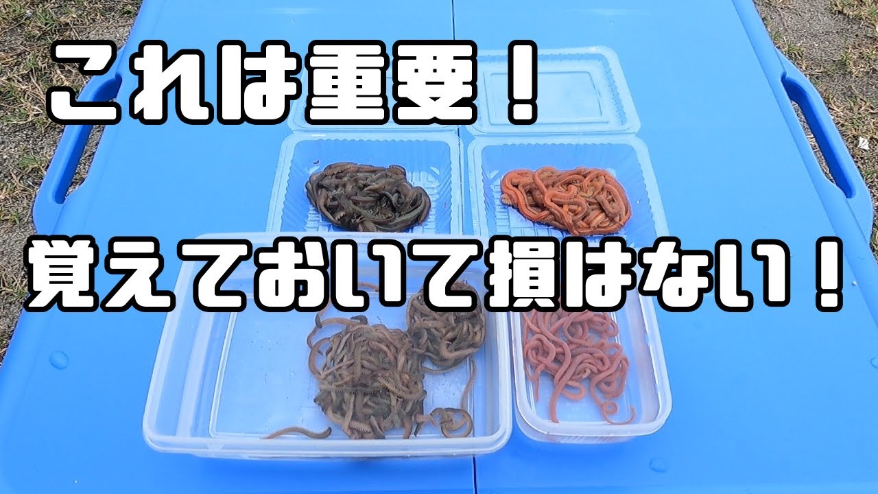 【キス釣り】これは重要‼　虫餌の付け方と虫餌の種類