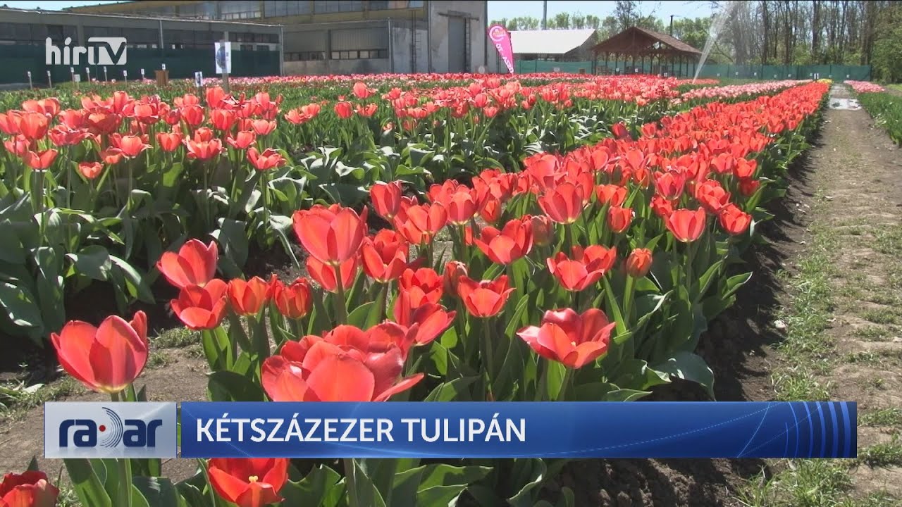 Radar - Kétszázezer tulipán - HÍR TV