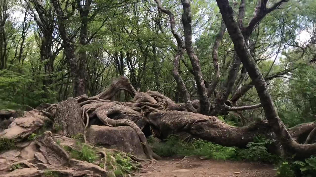 Craggy Pinnacle Trail - Craggy Gardens, Blue Ridge Parkway, NC