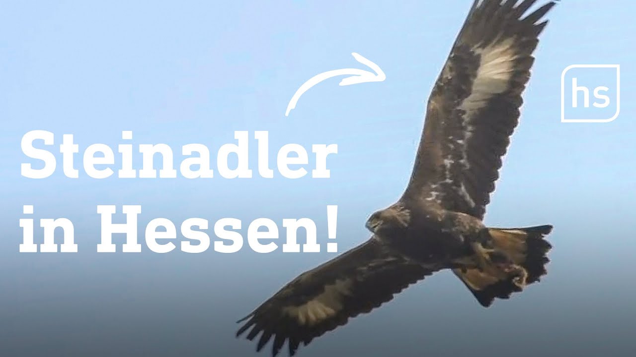 Wilder Steinadler erstmals seit 1939 in Hessen gesichtet | hessenschau