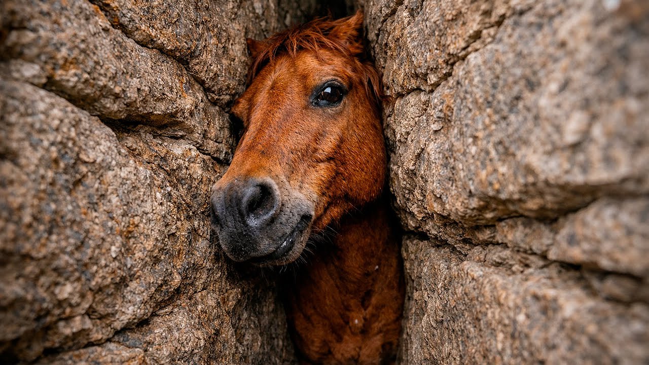 Лошадь плакала и умоляла о помощи. Вы не поверите, кто её спас!