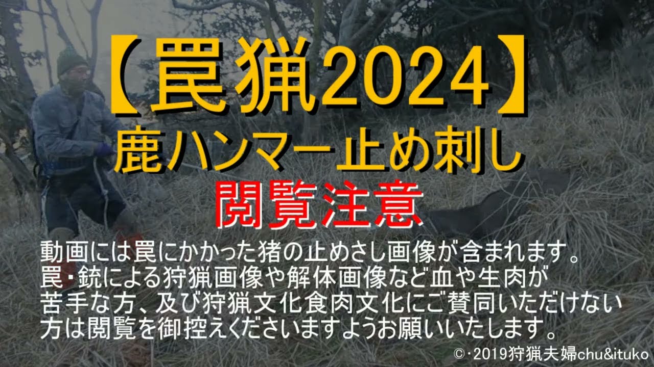 【くくり罠猟】鹿ハンマー止め刺し