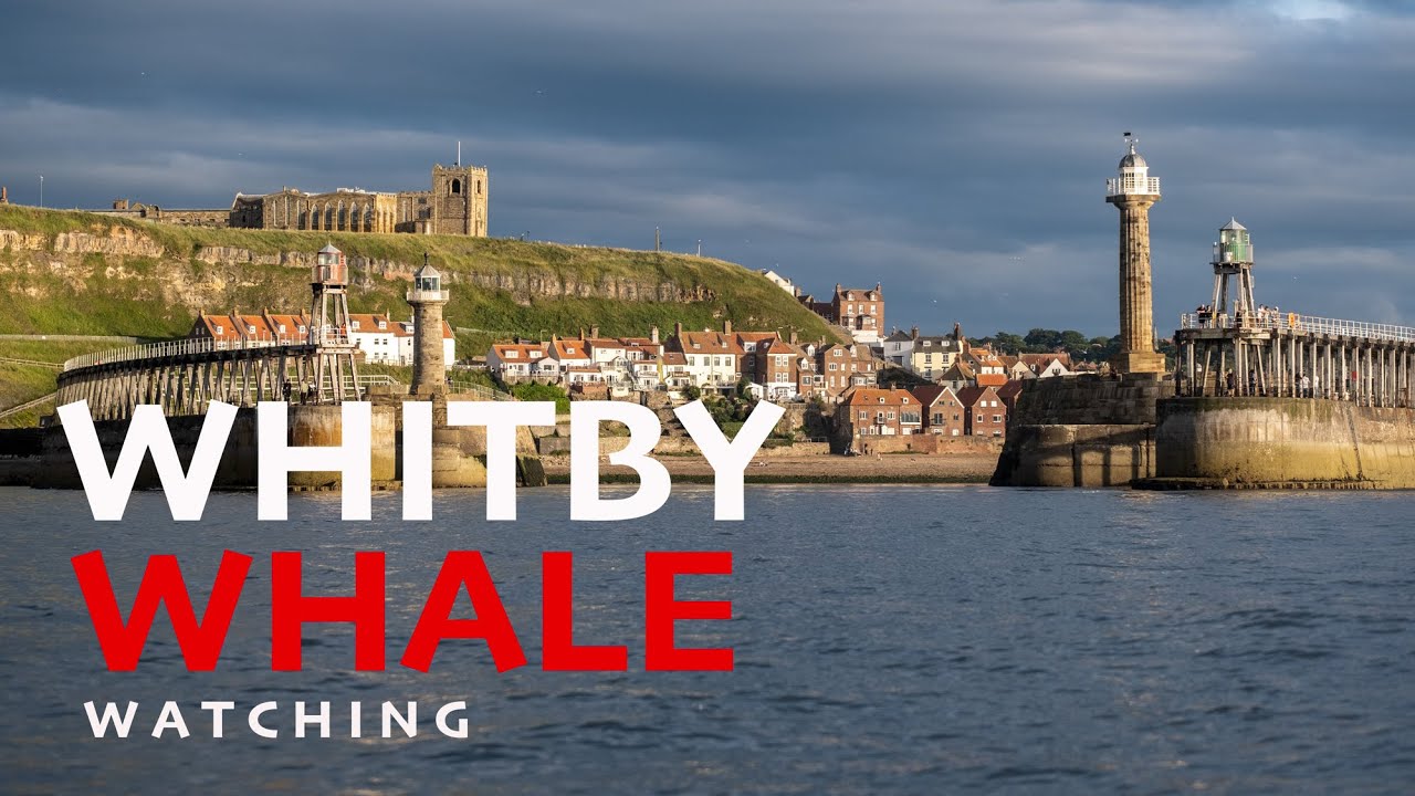 Whitby Whale Watching WHITBY WILDLIFE TOURS WHALES DOLPHINS GANNETS AND SEALS - YELLOW BOATS WHITBY