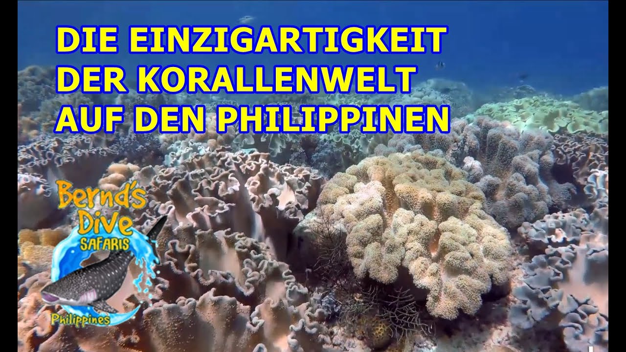 Die Einzigartigkeit der Korallen-Welt auf den Philippinen. Unterwasserwelt Philippinen. Tauchen.