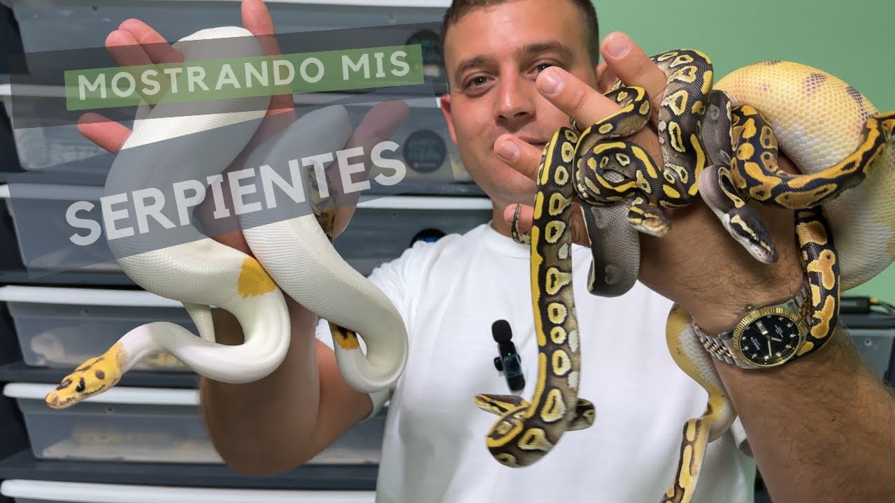 Mostrando todas mis serpientes 🐍