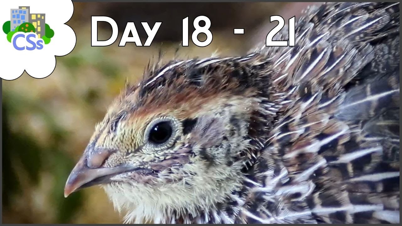 Raising Coturnix / Celadon Quail Chicks: Three Weeks Old and Things Have Calmed Down!