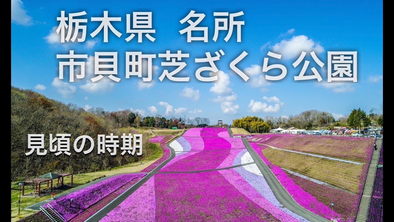 ドローン男子空撮【市貝町芝ざくら公園】栃木名所 4k drone japan Shibazakura