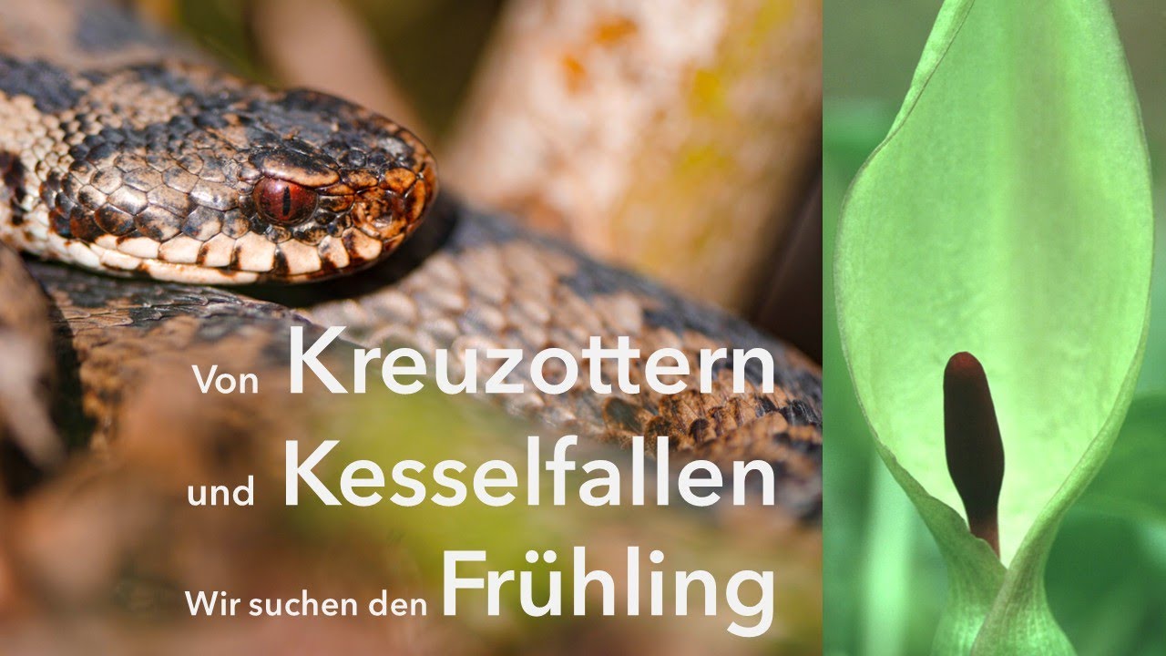Von Kesselfallen und Kreuzottern - wir suchen den Frühling im Münsterland
