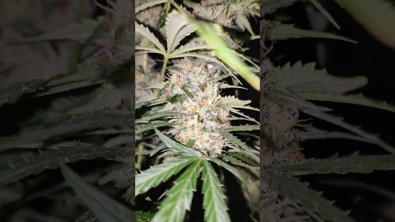 Gorilla cookies semana 10 #fastbuds #cannabis #indoor #auto #flower #420 #2fast4buds #gorillacookies