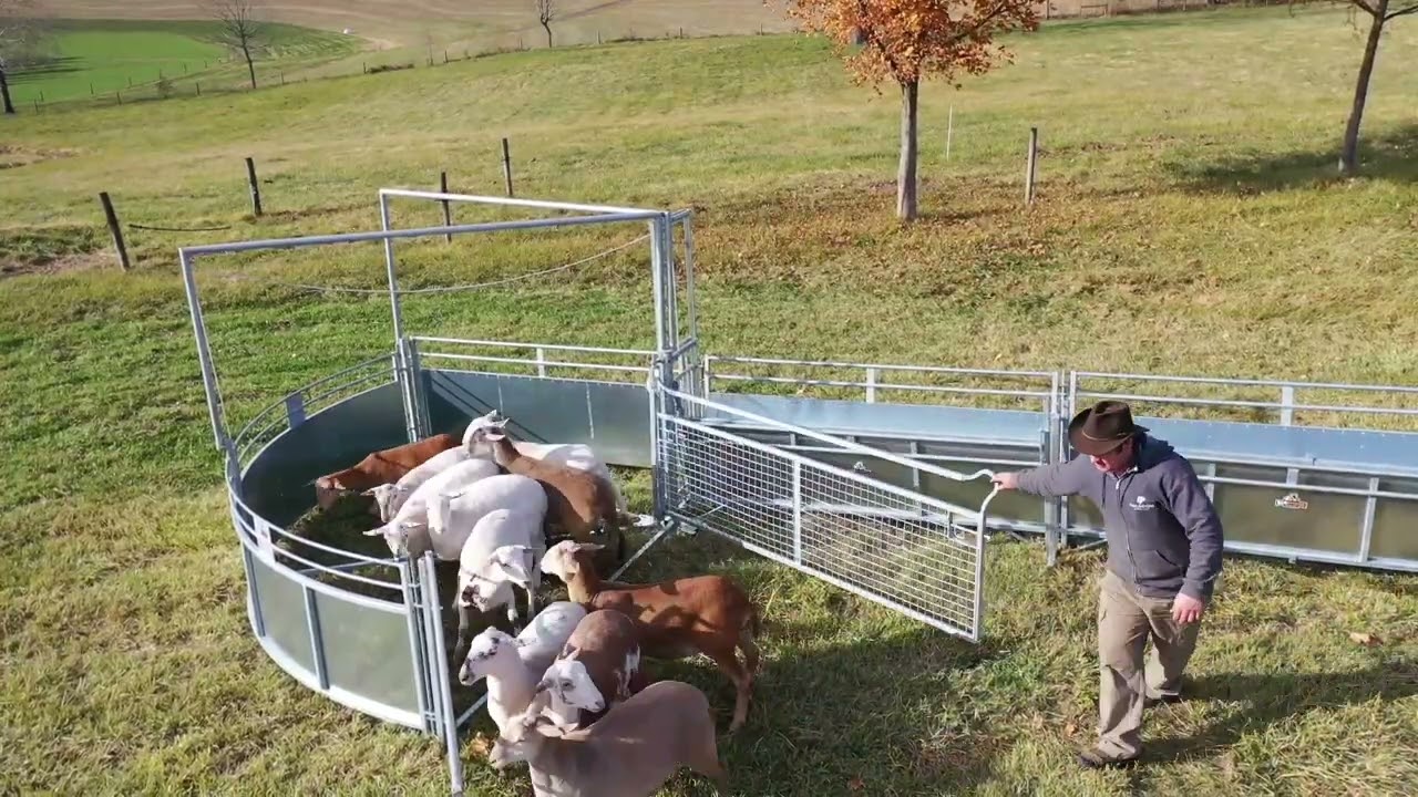 RamStrong Crowding Tub | Paragon Livestock Solutions