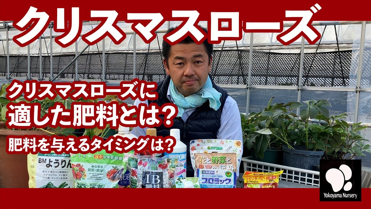 クリスマスローズ　肥料について　◆横山園芸 公式◆　【2022】
