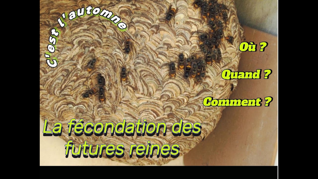 La fécondation des futures fondatrices du frelon asiatique (vespa velutina)