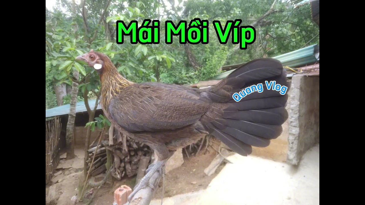 Gà Mái Rừng Rặc ( Gọi Trống )  Chuẩn Âm Rừng 100%