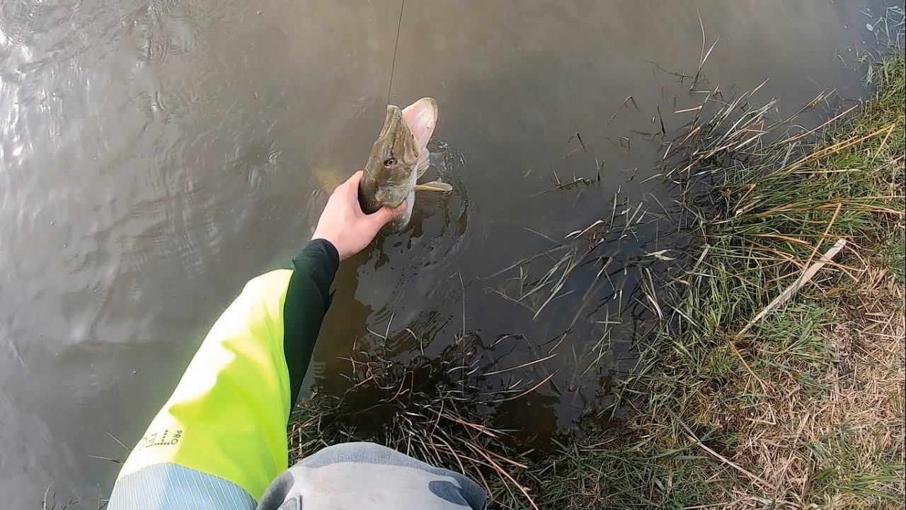 Wiosenny spinning na stawie - Atak szczupaka na drobnicę 🤩