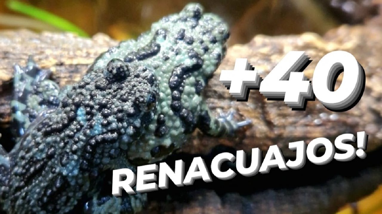 🐸 Bombina orientalis 🐸 Evolución RENACUAJOS 🤤