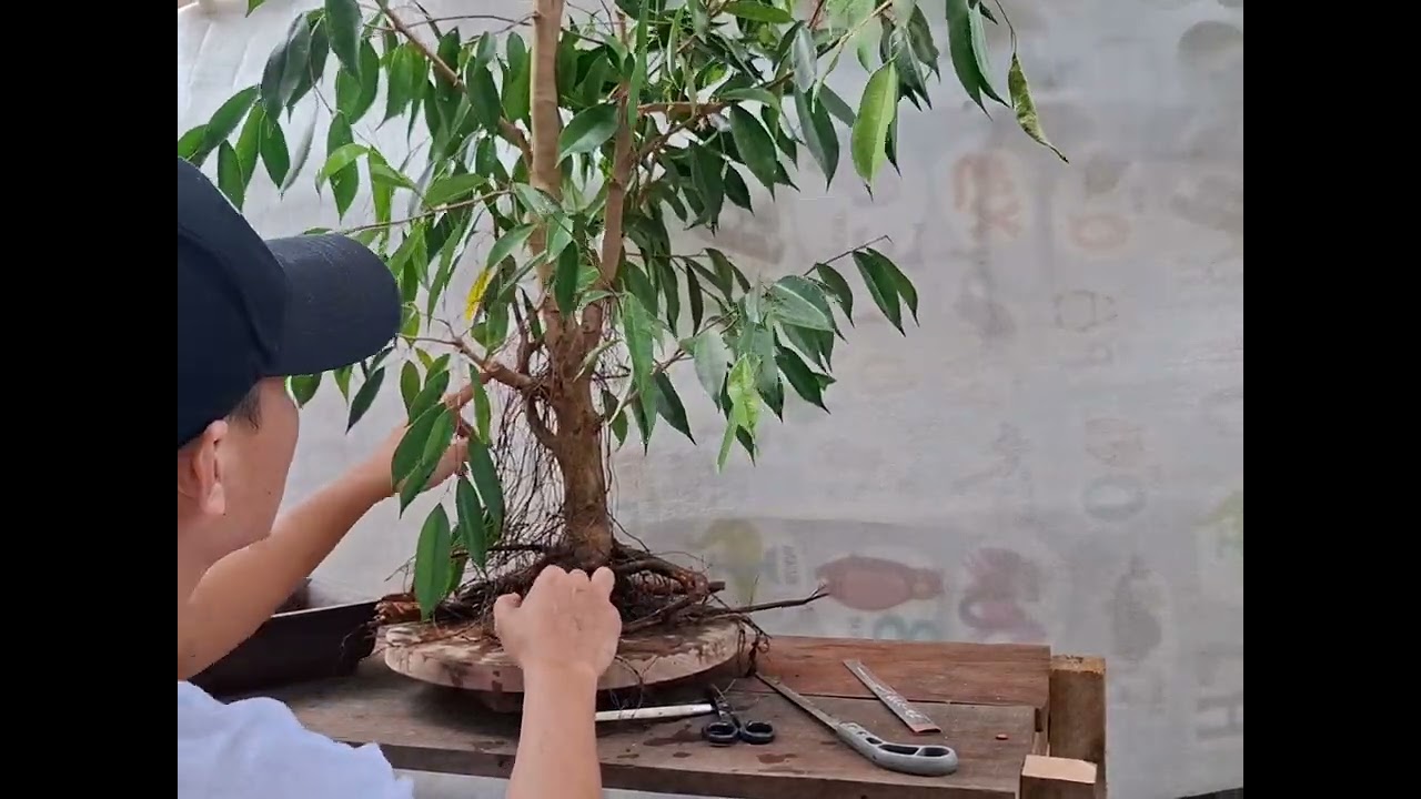 Prunning and Repotting My Formal Upright Ficus Benjamina Bonsai