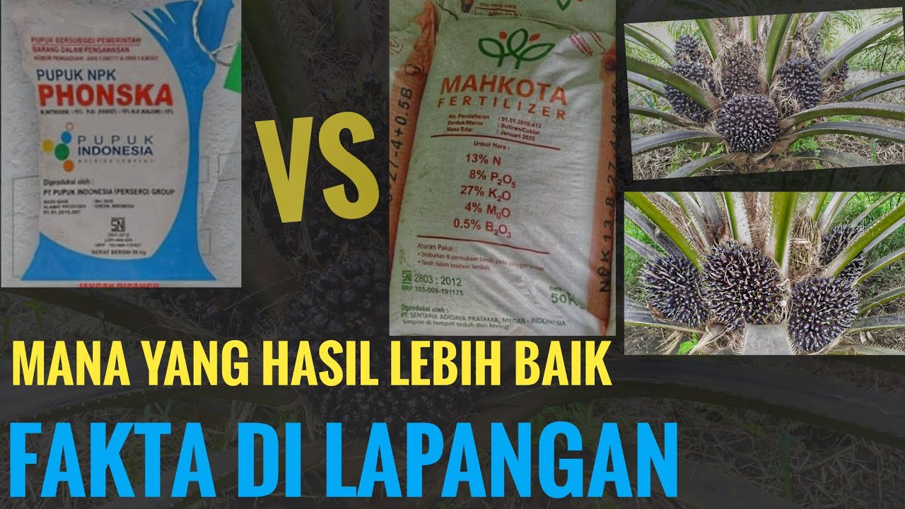 Sawit tn1 beda perawatan(phonska subsidi vs npk mahkota 13-8-27)