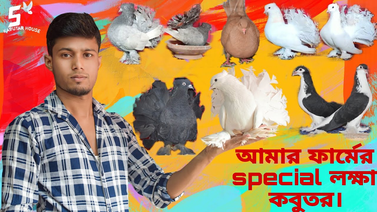 আমার ফার্মের Special লক্ষা কবুতর। #smkabutarhouse  #saharabalimolla