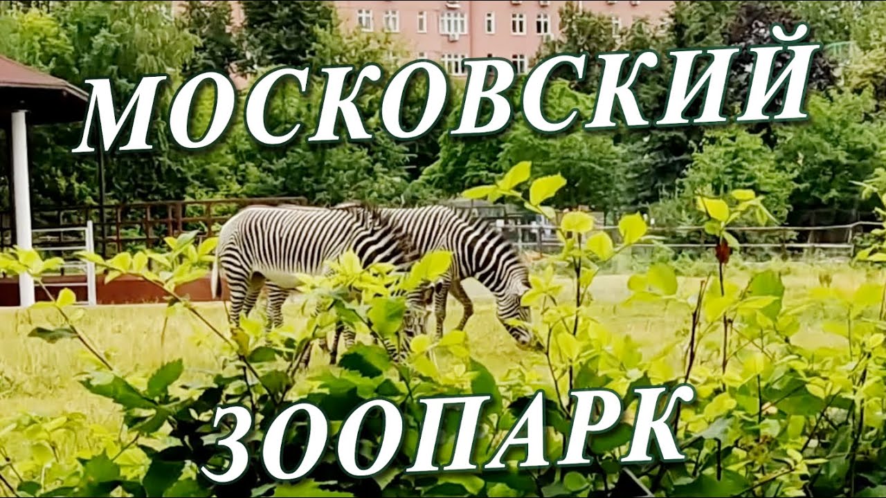 Tham quan sở th&uacute; &ndash; Поход в зоопарк 🙈🦒🐅🐴🦆
