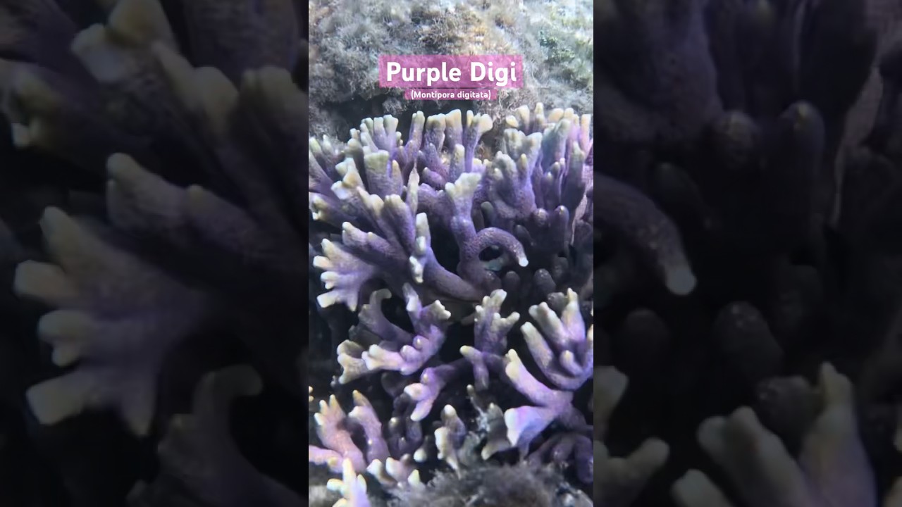 Wild Purple Montipora digitata!(Purple digi) #shorts #nature #ocean #coral #aquarium