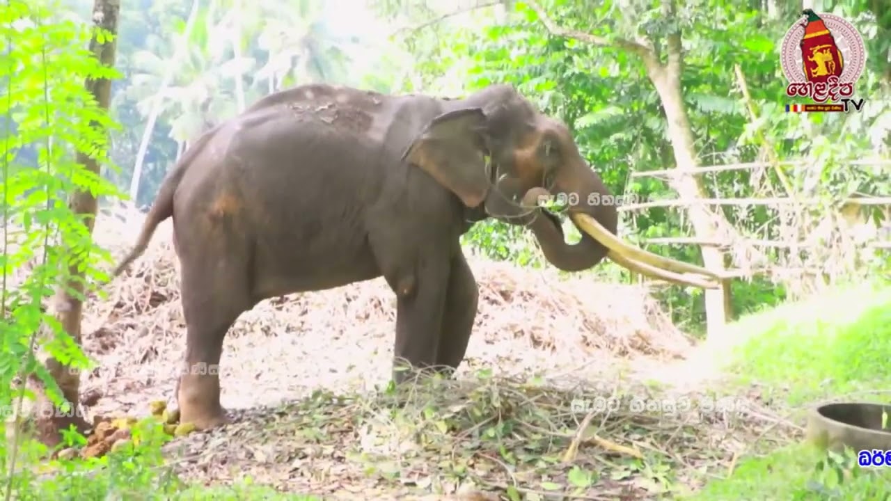 Sri Dalada Maligawa Ath Panthiya කාවේරි රාජා අපට ඉන්න සම්පතක් කකුලේ ආබාධය නිසා පෙරහරට ගන්න බෑ