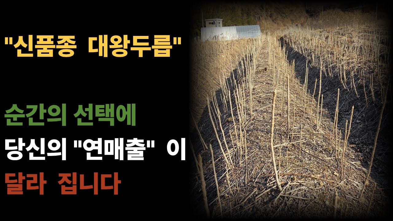 #신품종 대왕두릅 으로 연매출  상승에 도전 하세요  #두릅 #두릅나무묘목 #묘목생산 #엄나무 #참죽나무 #옻나무 #난쟁이바위솔  #우산봉심마니 #바위솔 