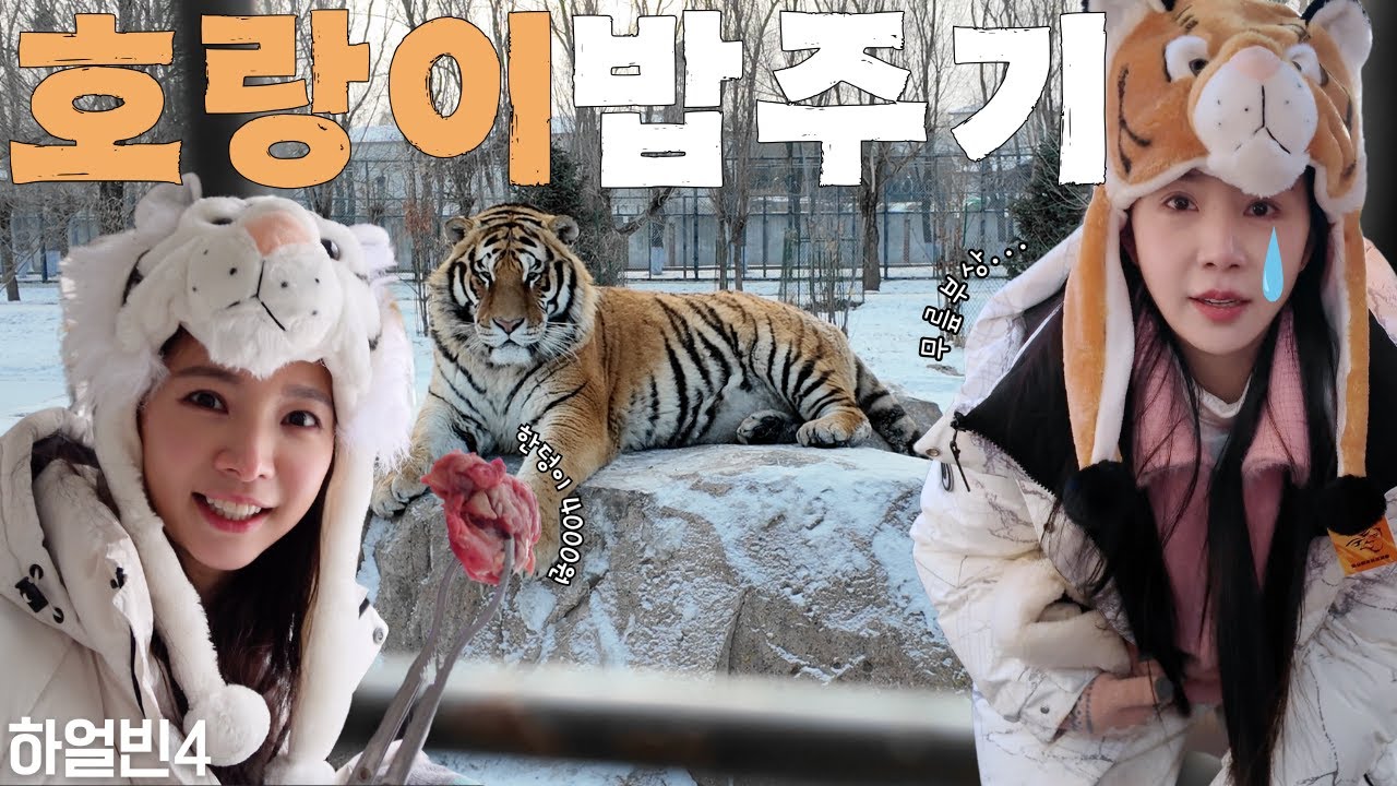 하얼빈 호랑이 동물원🐯 밥 주려다 넘어진 차오루 Feeding Siberian Tiger #동북호림원 #중국여행 #재이