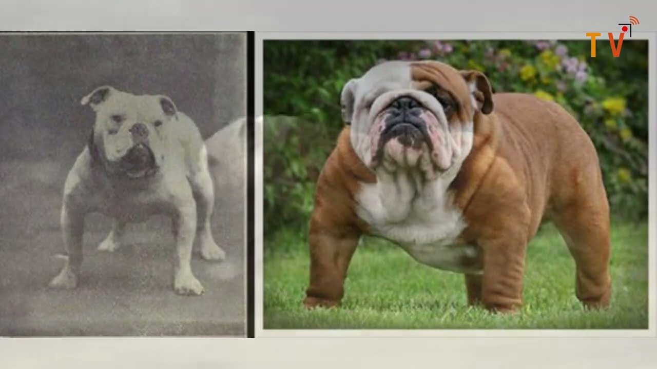 Come sono cambiate le razze canine negli ultimi 100 anni? Scopriamolo!