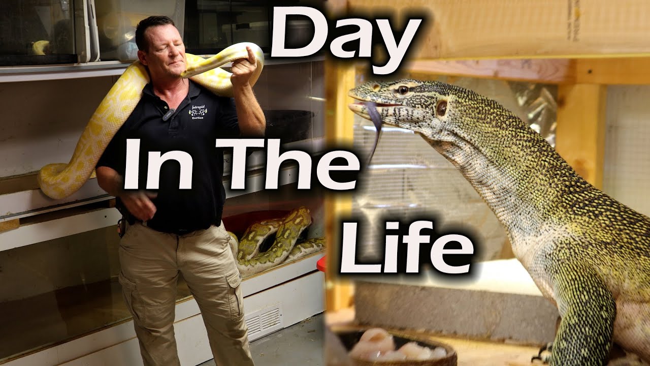Feeding, Cleaning, & Talking Positivity | Nile Monitor, Reticulated Python, & Burmese Python