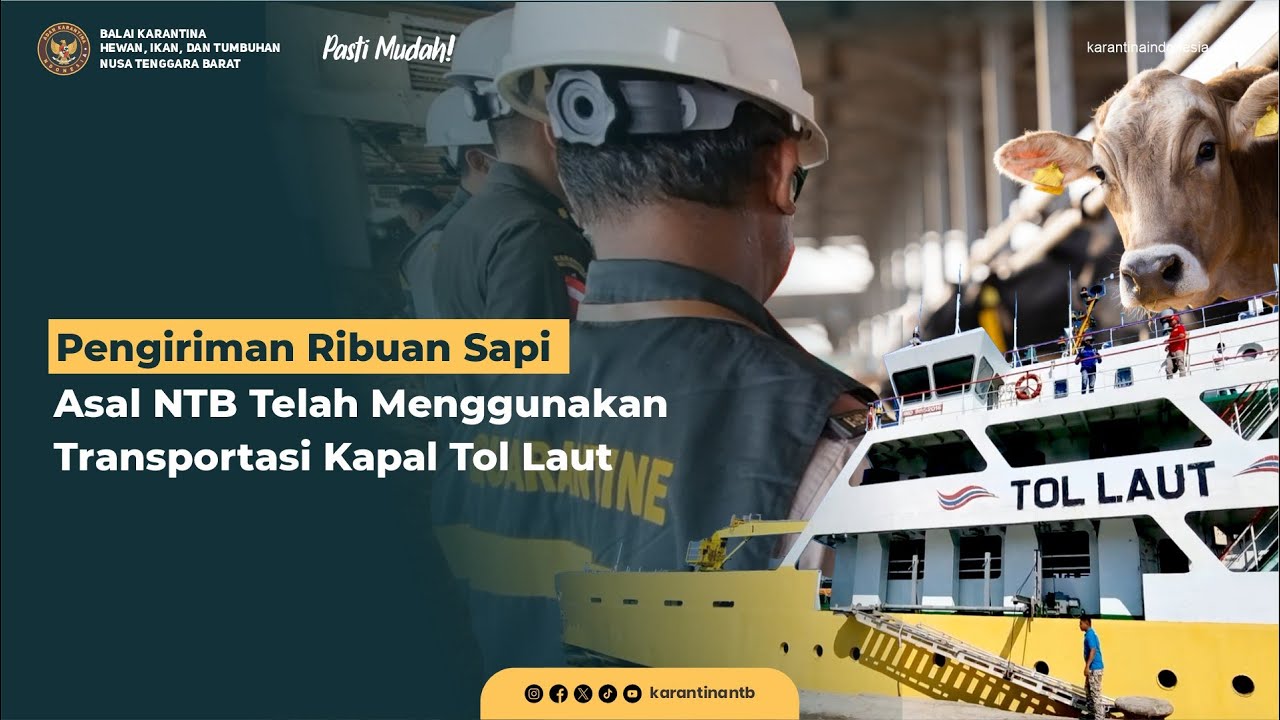 Pengiriman Ribuan Sapi Asal NTB Telah Menggunakan Kapal Tol Laut