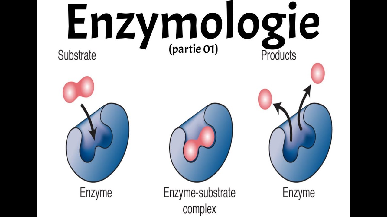 ENZYMOLOGIE PART 1