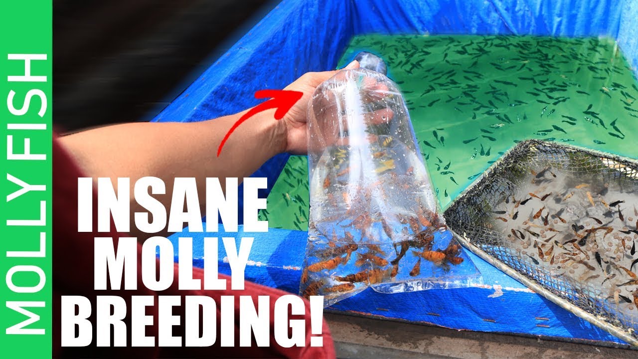 Visiting farm of COLORED MOLLY FISH-NO FILTER, NO OXYGEN , 100%  NATURAL BREEDING
