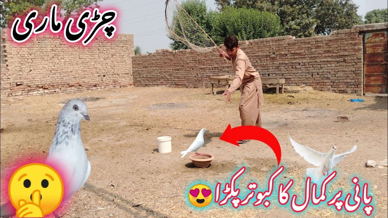 Awaara Kabooter Pkraa💪 ll New Kabooter Pkraa😍