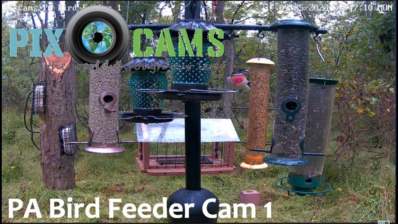 PixCams.com PA Bird Feeder 1 Live Stream