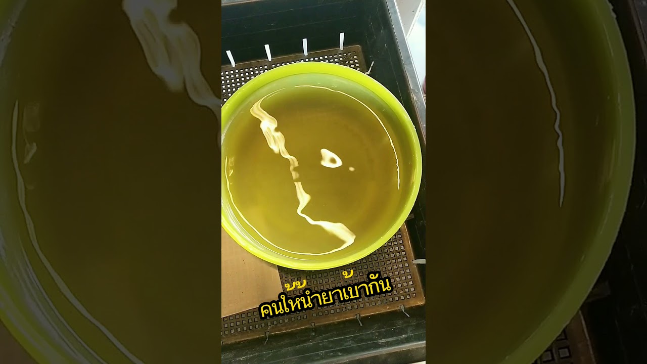 เพาะเมล็ด Colocasia Nancy