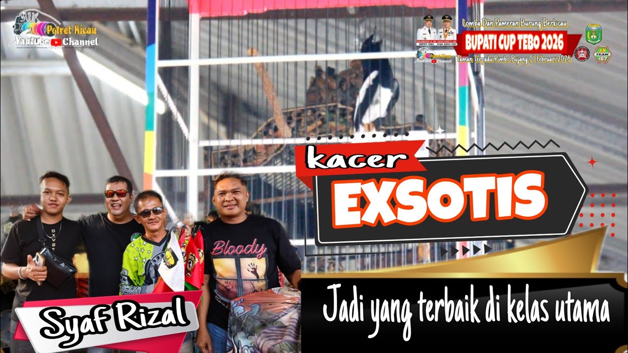 KACER EXSOTIS JADI YANG TERBAIK DI KELAS UTAMA KACER ||BUPATI CUP TEBO 2026