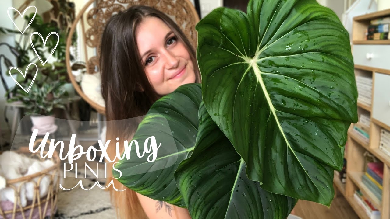 Unboxing PLNTS : Philodendron McDowell